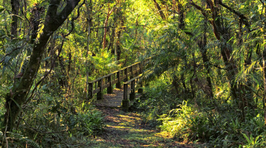 Parque Estadual Rio da Onça
