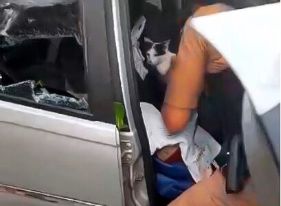 gato resgatado