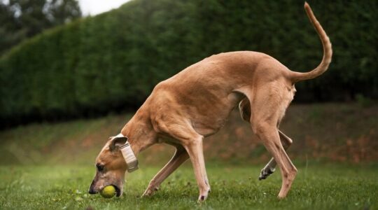 greyhound-se-divertindo-no-parque_52683-101431