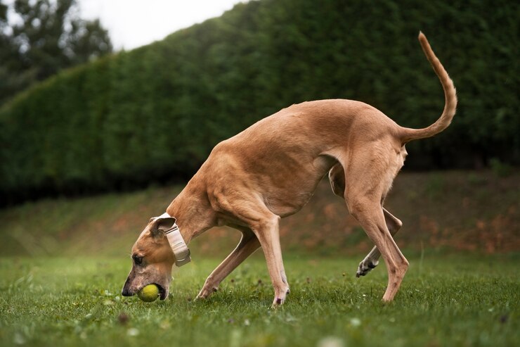 greyhound-se-divertindo-no-parque_52683-101431
