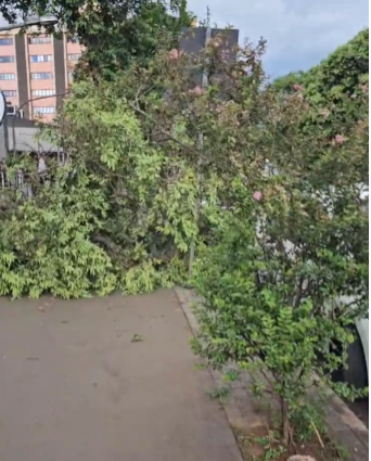 queda de árvore
