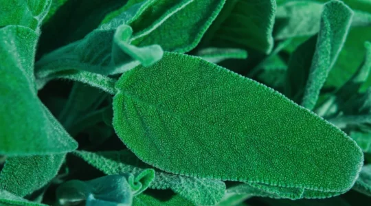 salvia