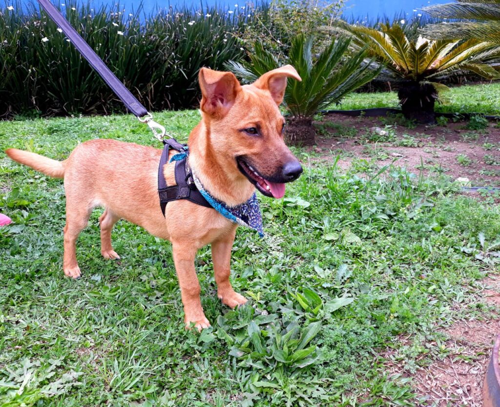 scooby-2