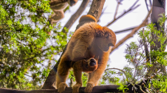 zoo