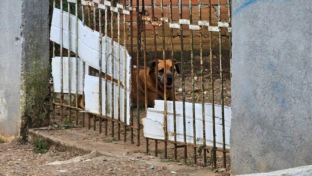 Cão Cabeça