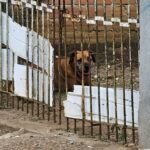 Cão Cabeça