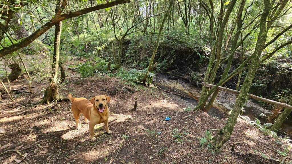 Cão3