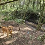 Cão3