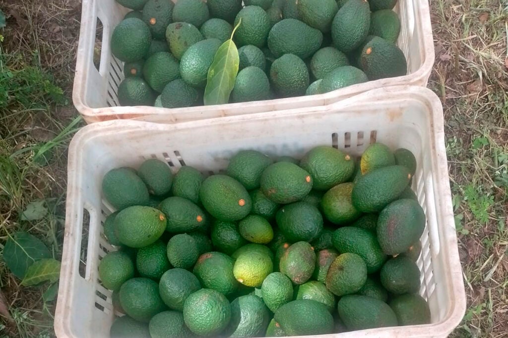 avocado
