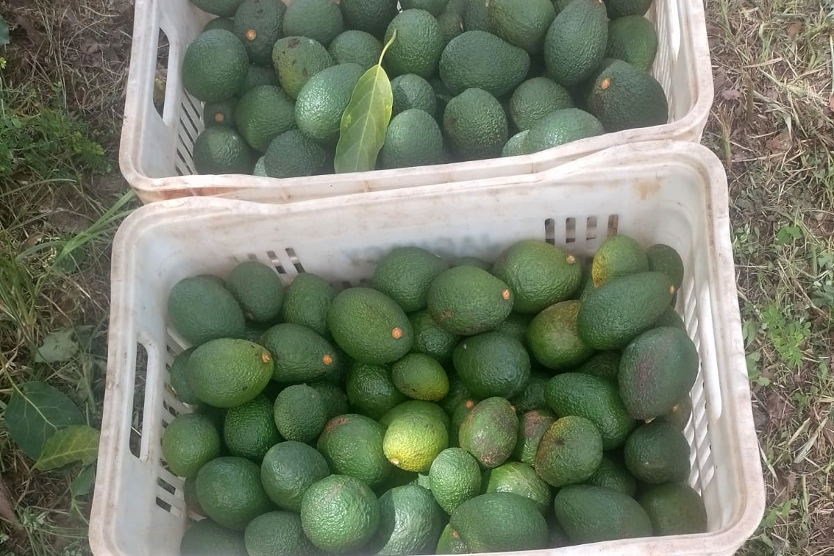 avocado