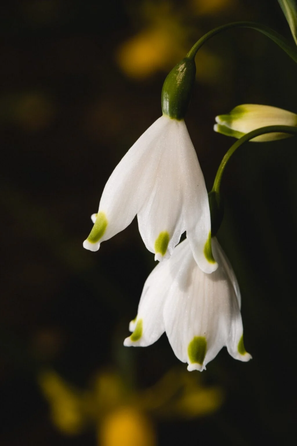 campanula branca