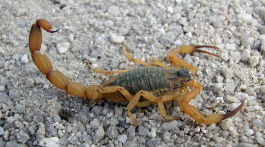 escorpiao