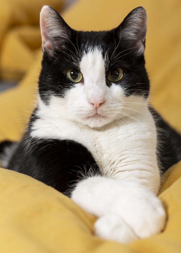 feche-o-gato-fofo-dentro-de-casa