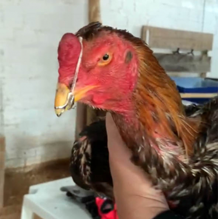 galo de rinha