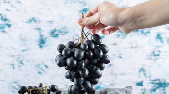 Hand holding a bunch of dark fresh grape on a colorful background