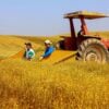 parana-agro-plantacao_de_camomila-mandirituba-14-09-21_34