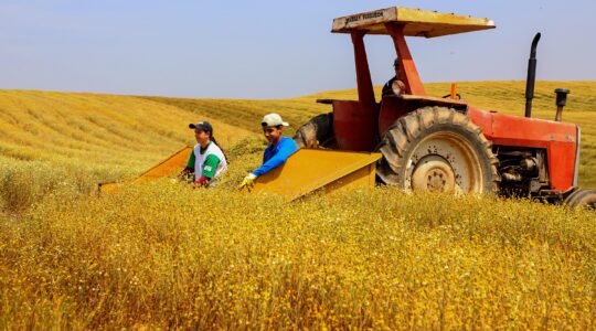parana-agro-plantacao_de_camomila-mandirituba-14-09-21_34
