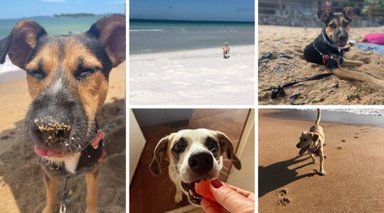 animais viajantes mtur