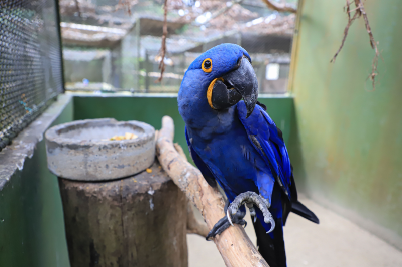 arara