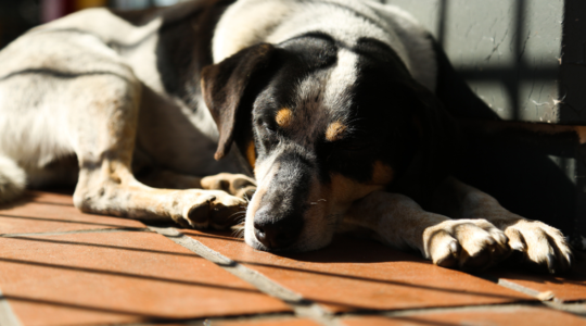 cachorro