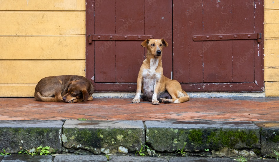 caes de rua