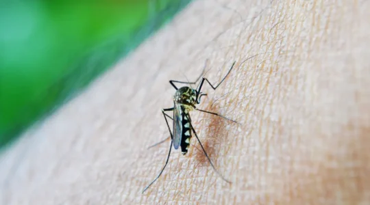 dengue