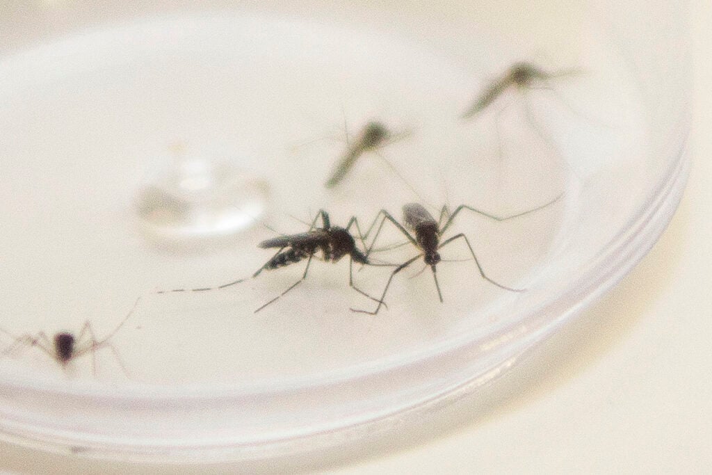 Mosquito Aedes aegypti. Curitiba, 04/12/2015. Foto: Pedro Ribas/ANPr