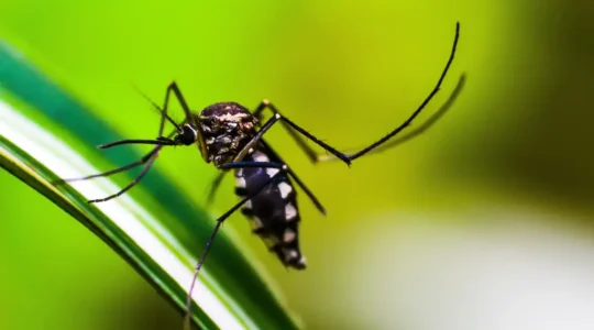 mosquito