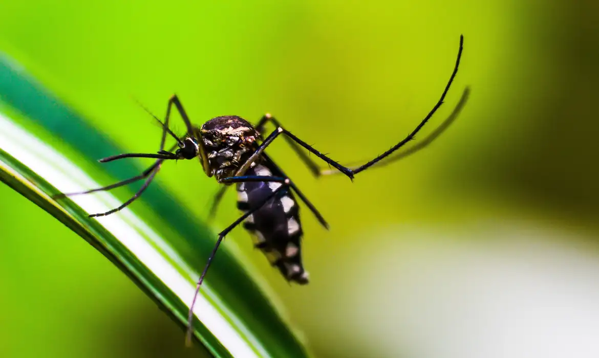 mosquito