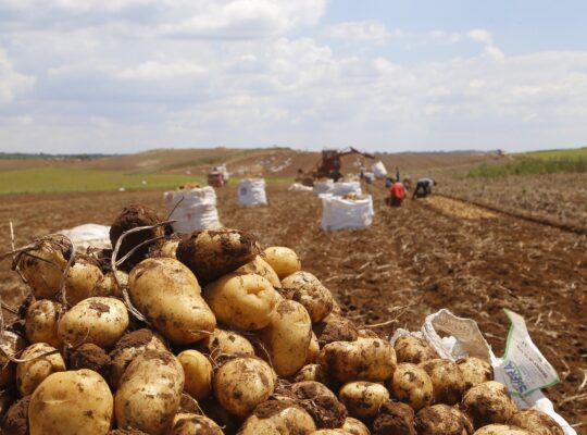 02/03 – produção e processo da batata. Foto: Gilson Abreu/AEN