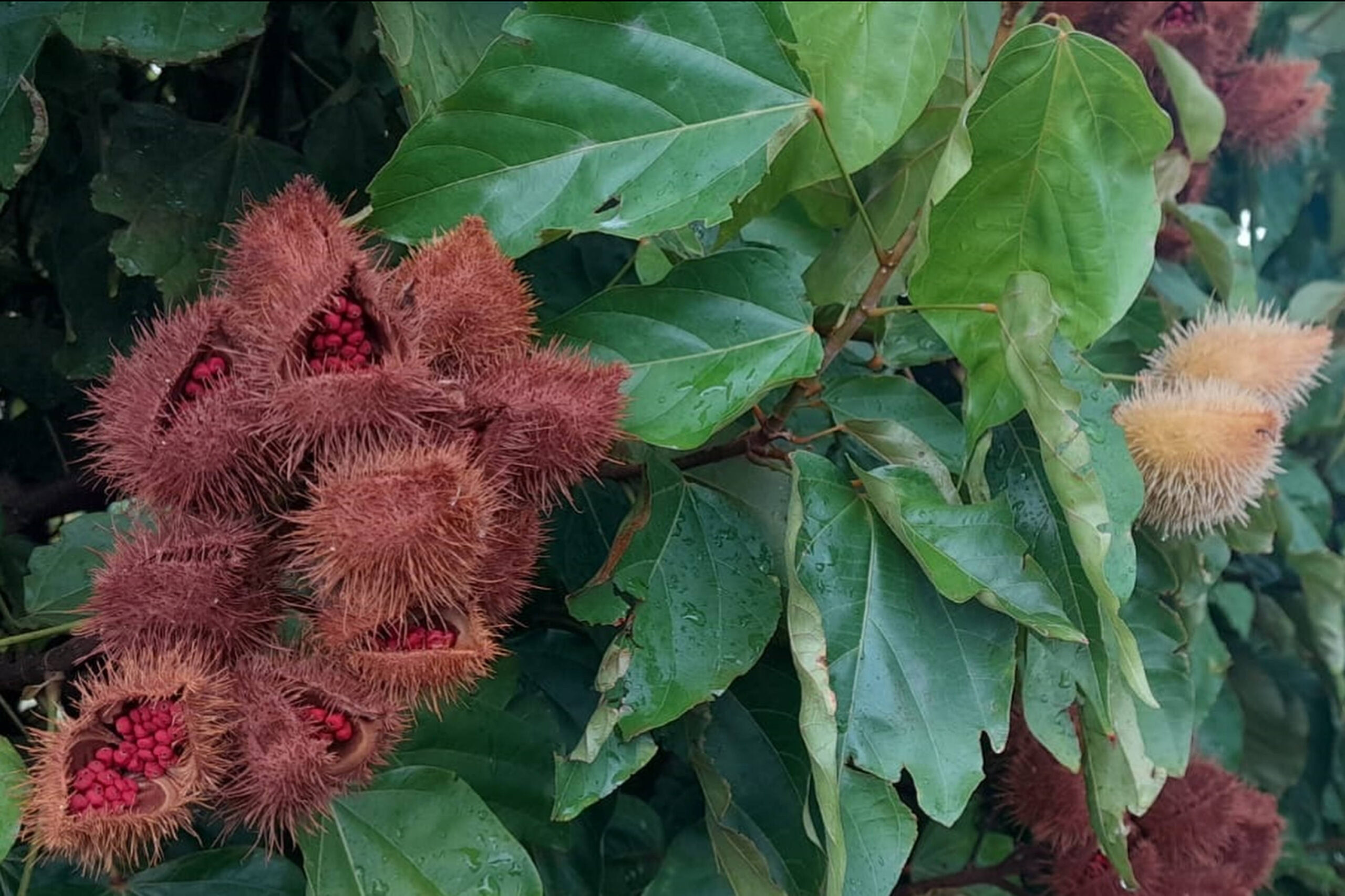 urucum paranacity