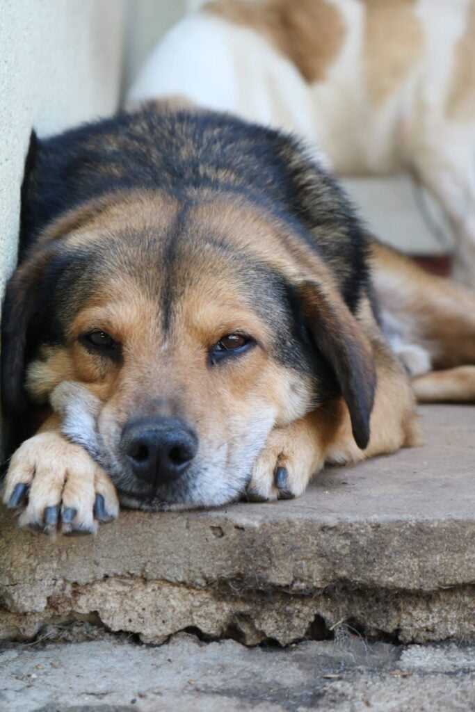 Pumba, macho, 3 anos