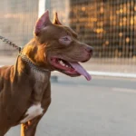 retrato-de-adoravel-cachorro-pitbull_23-2149131389