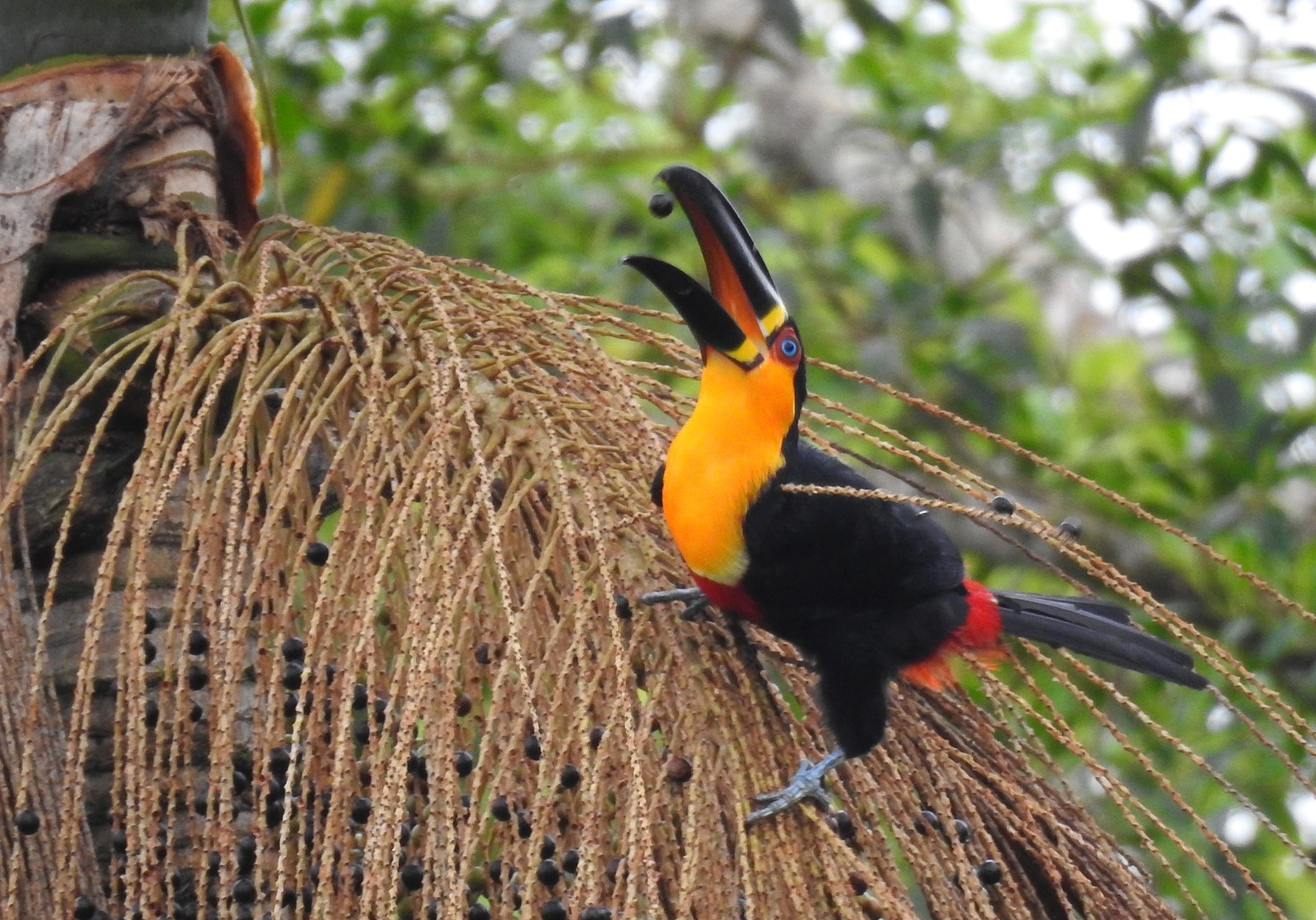 tucano ekoa park