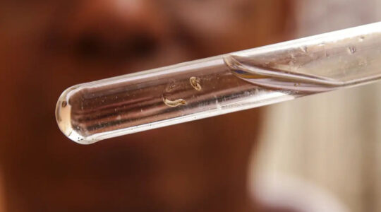 dengue no Paraná