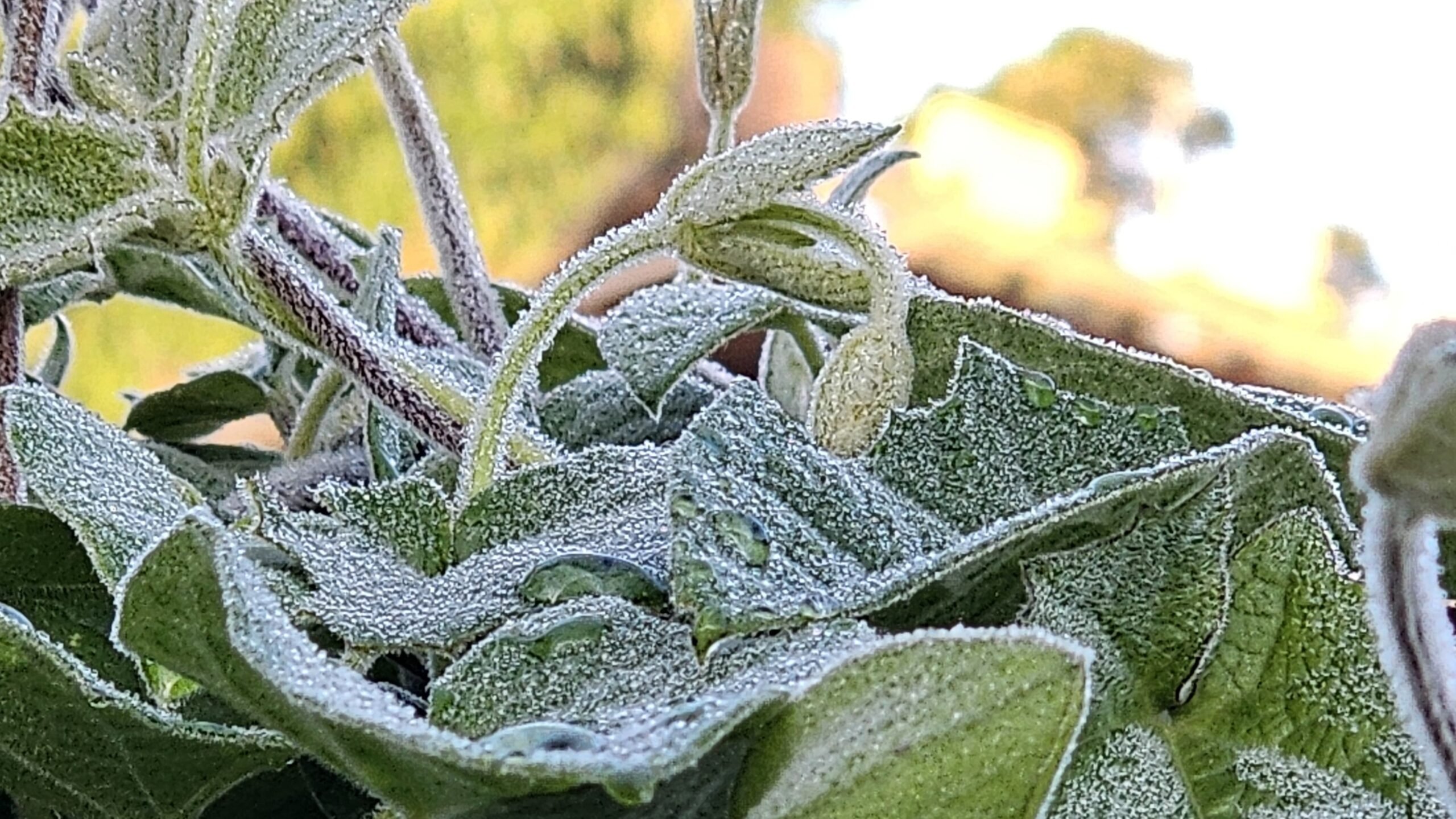 Frio