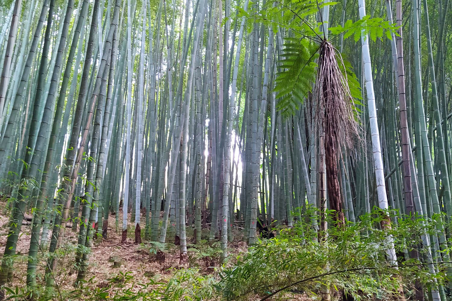 bambu4