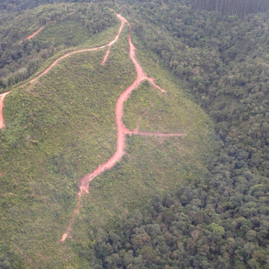 O Paraná reduziu em 78% o desmatamento da Mata Atlântica de 2022 para 2023.