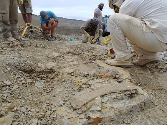 fossil dinossauro argentina