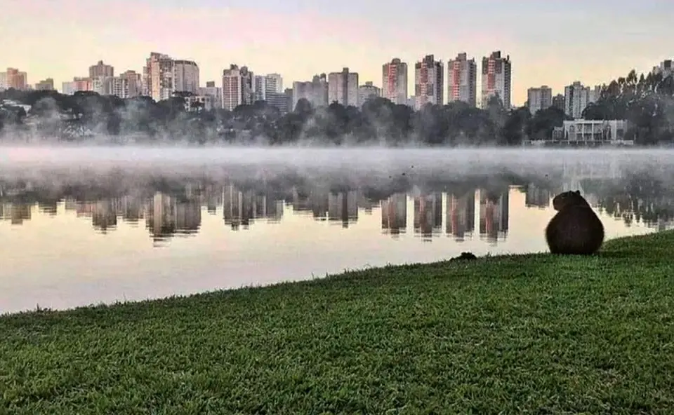 frio-curitiba-2019-foto-arquivo-rpc-960×592.jpg