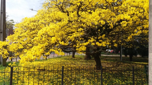 ipe amarelo rodoviaria