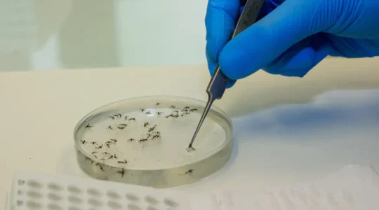 mosquitos_com_wolbachia3 (1)