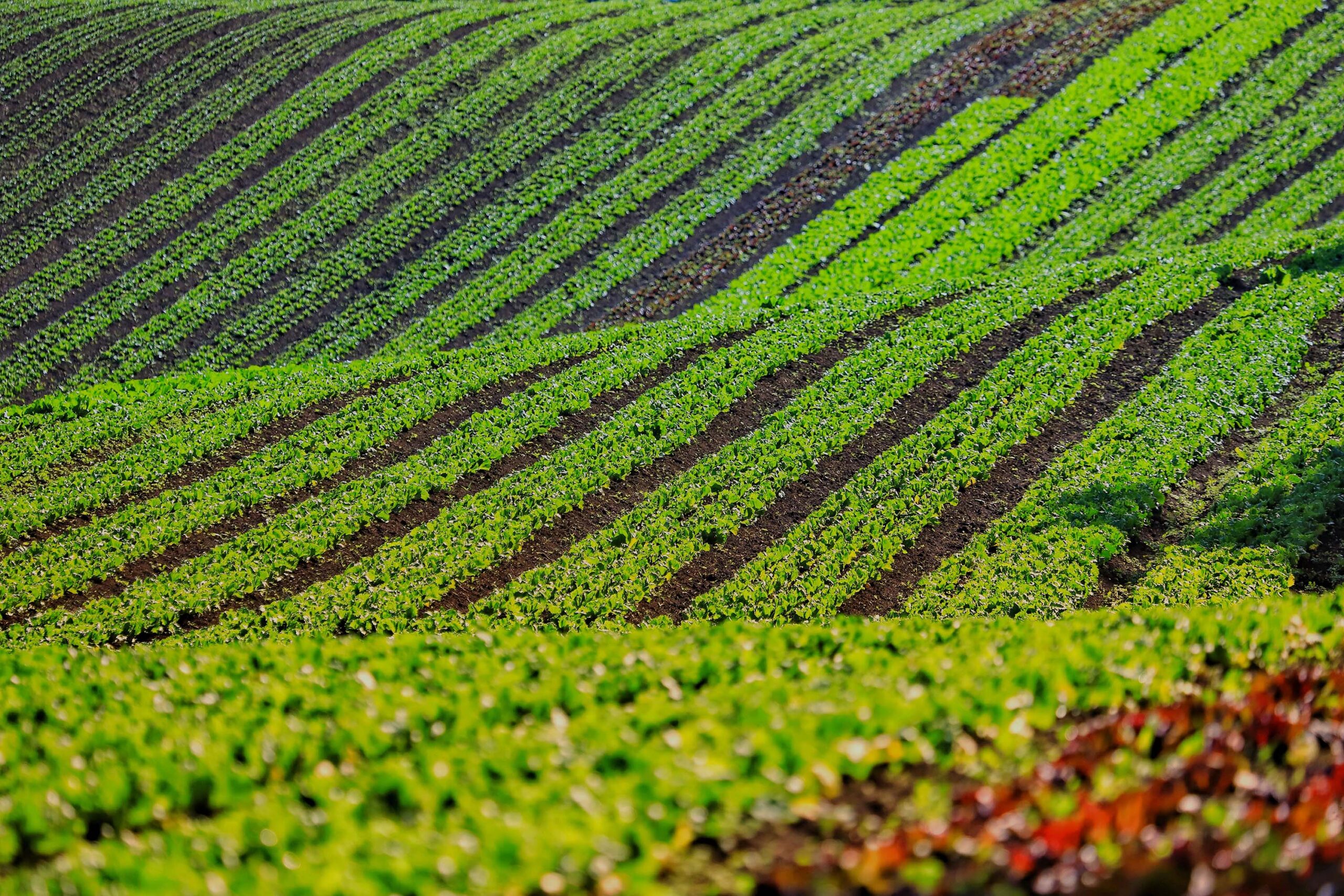 Cooperativa de orgânicos. Tijucas do Sul. Foto: José Fernando Ogura/AEN