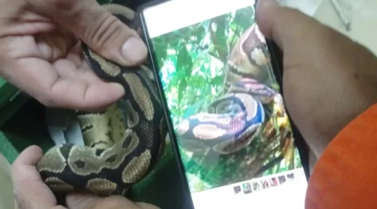 piton