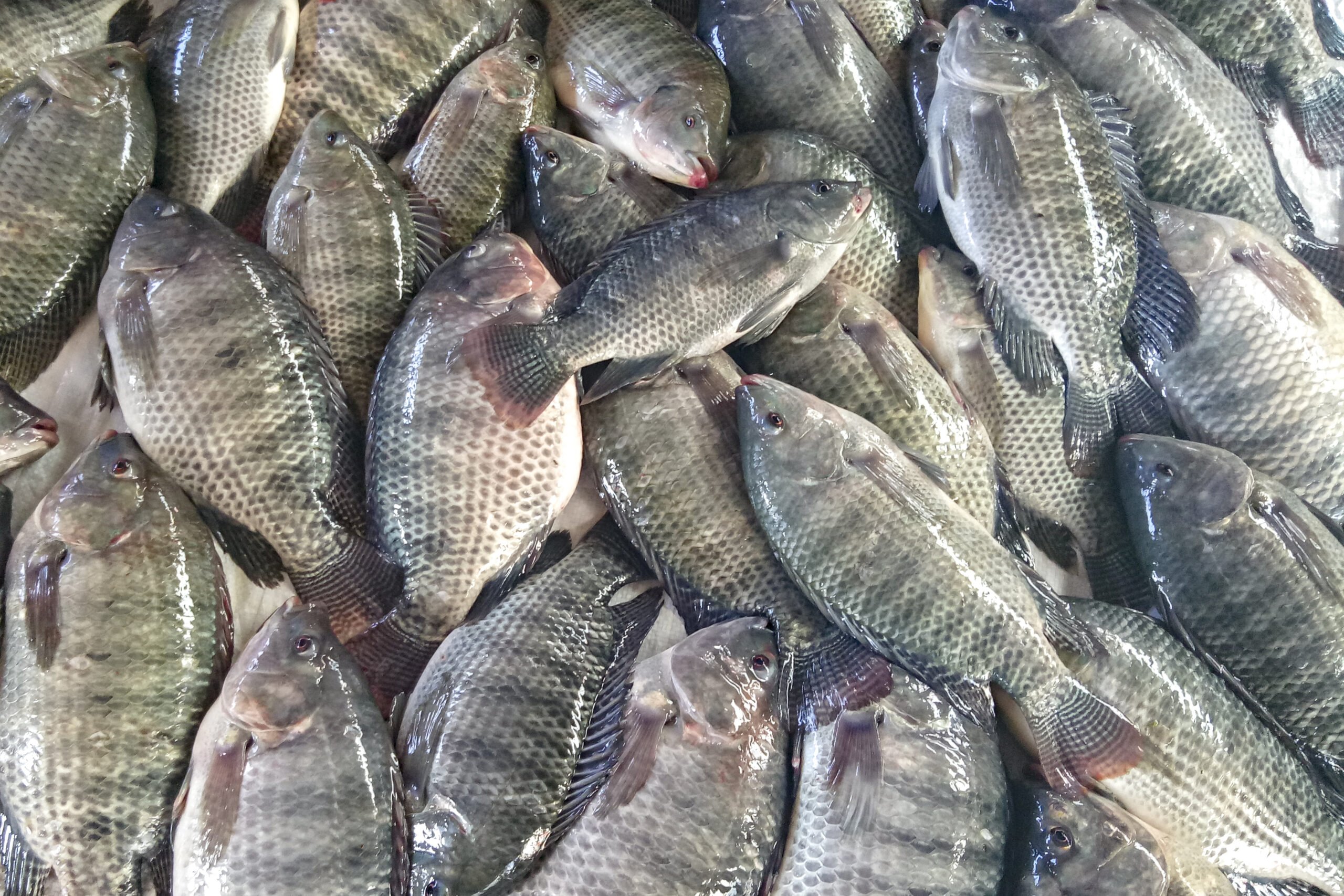 tilapia