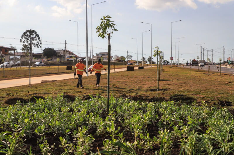 Ipes plantados na Linha Verde Norte em Curitiba (1)
