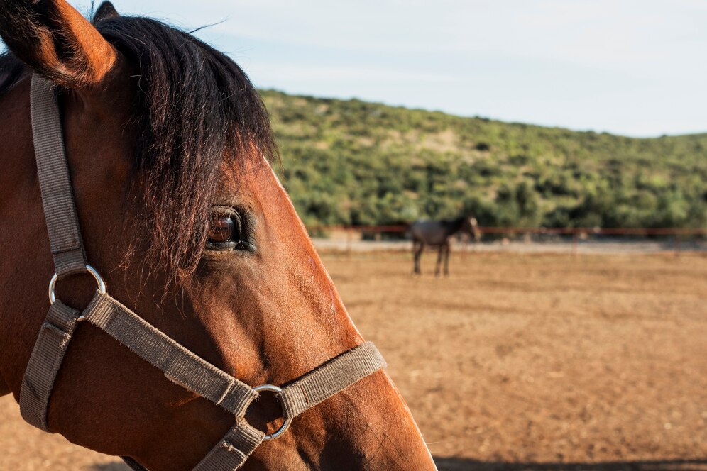 cabeca-de-cavalo-close-up-com-fundo-desfocado_23-2148315278
