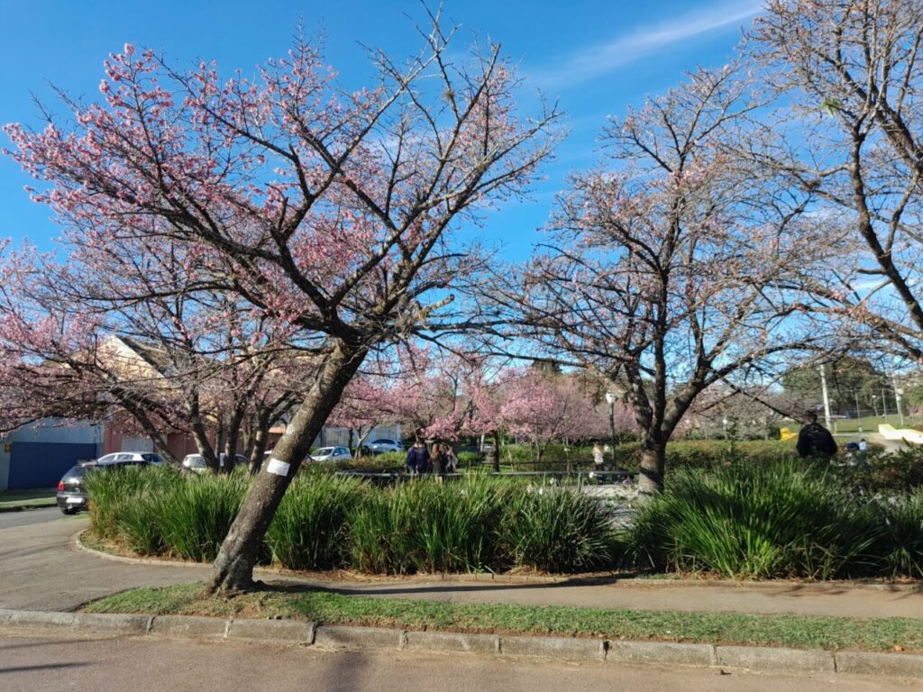 cerejeiras
