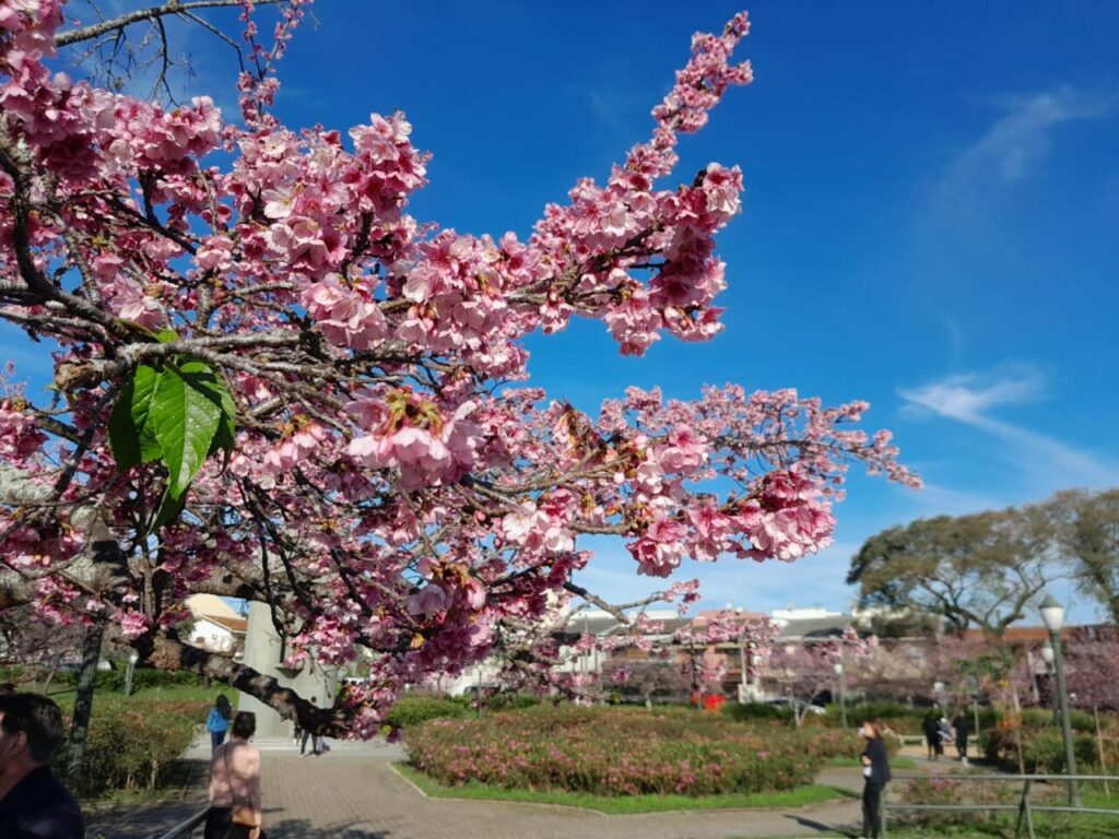 Florada da Cerejeiras