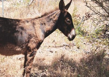 closeup-tiro-de-um-burro-fofo-parado-na-grama-seca-do-campo_181624-13739